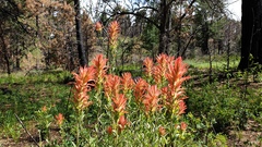 Castilleja miniata oblongifolia
