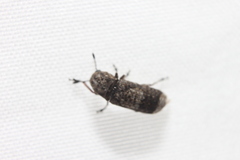 Ozotomerus japonicus