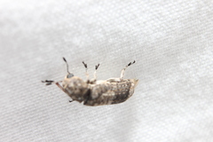 Ozotomerus japonicus