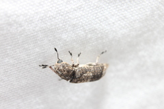 Ozotomerus japonicus