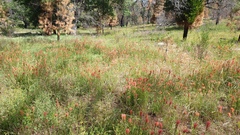 Castilleja miniata oblongifolia