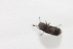 Ozotomerus japonicus