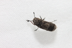 Ozotomerus japonicus