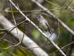 Camptostoma obsoletum