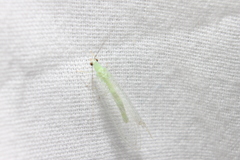 Ceraeochrysa lineaticornis