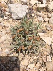 Salvia whitehousei
