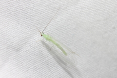 Ceraeochrysa lineaticornis