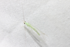 Ceraeochrysa lineaticornis