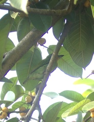 Psilopogon rubricapillus