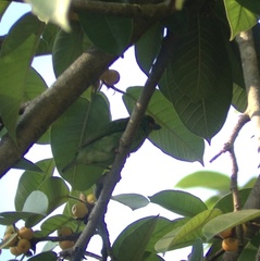 Psilopogon rubricapillus