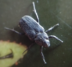 Cremastocheilus armatus