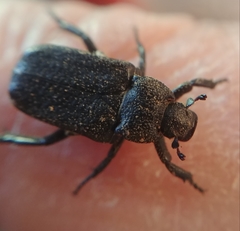 Cremastocheilus armatus