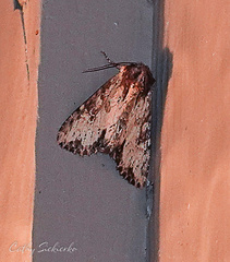 Apamea vultuosa