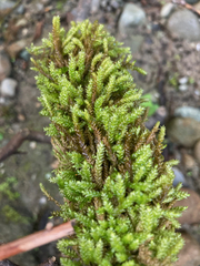 Scleropodium
