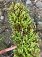 Scleropodium