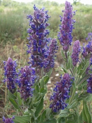 Nepeta tuberosa