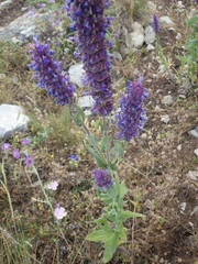 Nepeta tuberosa