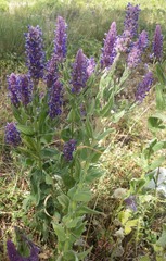 Nepeta tuberosa