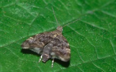 Anthophila fabriciana