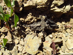 Dracotettix monstrosus