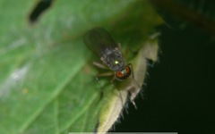 Dolichopus wahlbergi