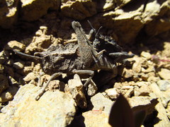 Dracotettix monstrosus