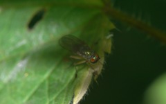 Dolichopus wahlbergi