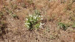 Leptosiphon floribundus glaber