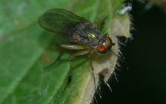 Dolichopus wahlbergi