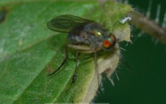 Dolichopus wahlbergi