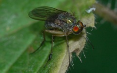 Dolichopus wahlbergi