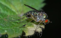 Dolichopus wahlbergi