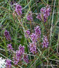 Grevillea quercifolia