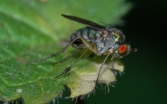 Dolichopus wahlbergi