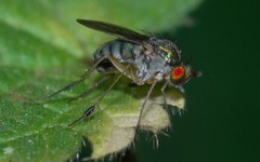 Dolichopus wahlbergi