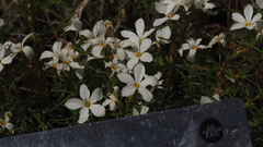 Leptosiphon floribundus glaber