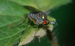 Dolichopus wahlbergi