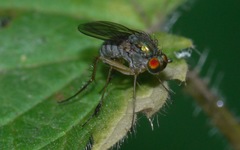 Dolichopus wahlbergi