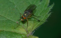 Dolichopus wahlbergi