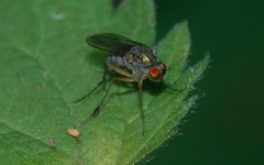 Dolichopus wahlbergi