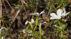 Leptosiphon floribundus glaber