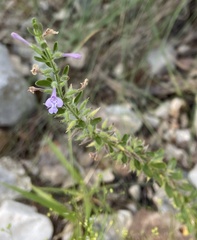 Hedeoma drummondii
