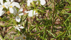 Leptosiphon floribundus glaber