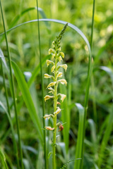 Pedicularis incarnata