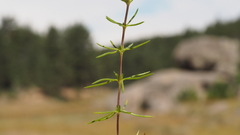 Leptosiphon floribundus glaber