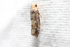 Eucopina