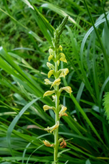 Pedicularis incarnata