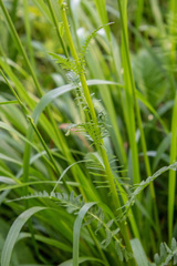 Pedicularis incarnata