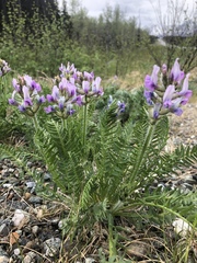 Oxytropis borealis viscida
