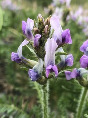Oxytropis borealis viscida